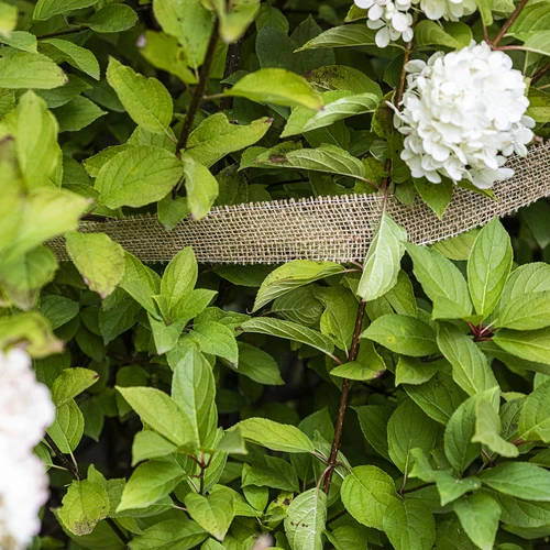 Bandă de iută 5 cm / 8 m - 5