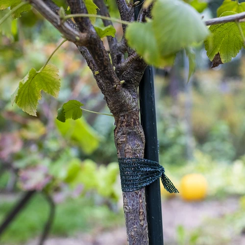 Bandă pentru legarea plantelor PE 3 cm x 50 m - 3