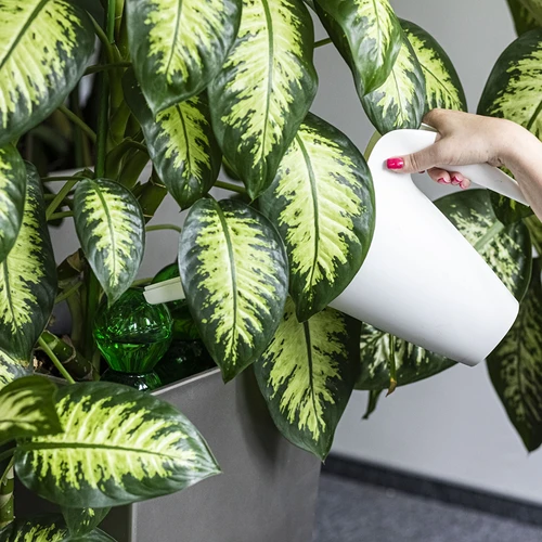 Bilă de udare triplă (cu trei compartimente), verde transparentă cu picior ceramic, 600ml - 6