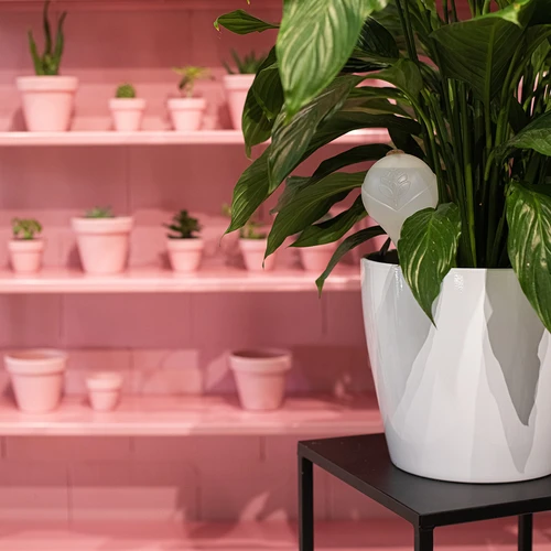 Bile de irigare pentru plante, albe semitransparente cu dop, 400ml, 4 buc. - 12