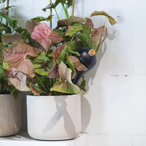 Bile de irigare pentru plante, negre mate, cu dop, 400ml, 4 buc. - 10