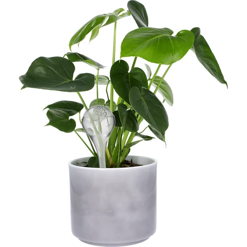 Bile de irigare pentru plante, transparente, 400 ml, 2 buc. - 7