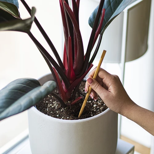 Bile de irigare pentru plante, verzi transparente, 400 ml, 2 buc. - 8