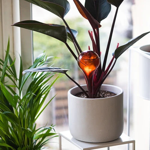 Bile de udare pentru plante, chihlimbar transparente, 400 ml, 4 buc. - 8