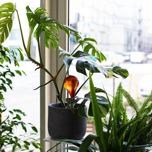 Bile de udare pentru plante, chihlimbar transparente, 400 ml, 4 buc. - 10