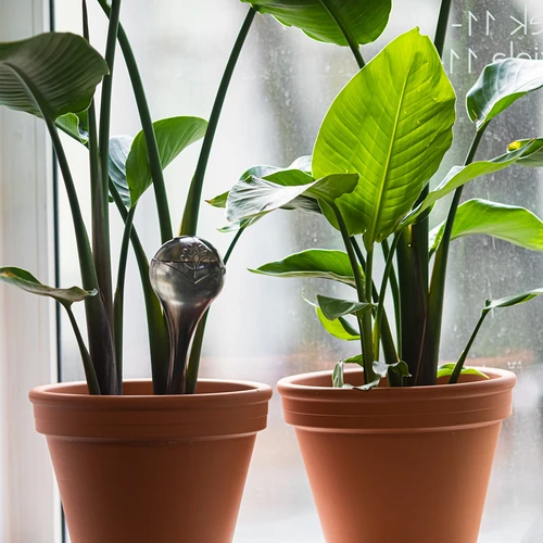 Bile de udare pentru plante, negre transparente, 400 ml, 4 buc. - 8