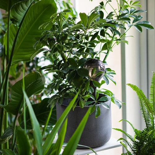 Bile de udare pentru plante, negre transparente, 400 ml, 4 buc. - 9