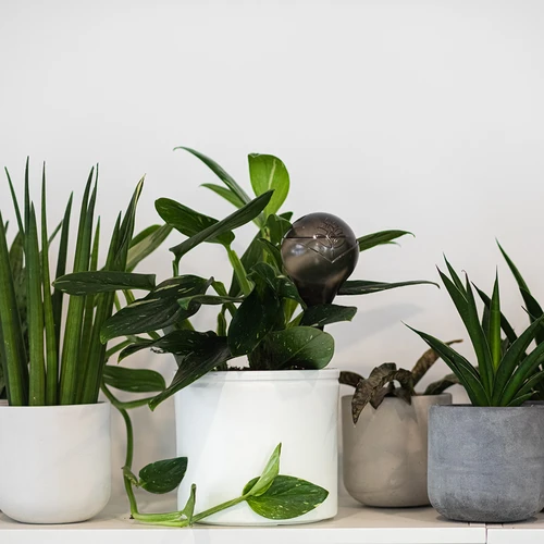 Bile de udare pentru plante, negre transparente, 400 ml, 4 buc. - 10