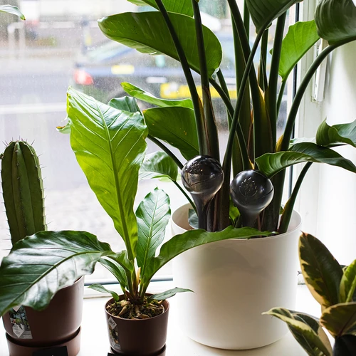 Bile de udare pentru plante, negre transparente, 400 ml, 4 buc. - 12