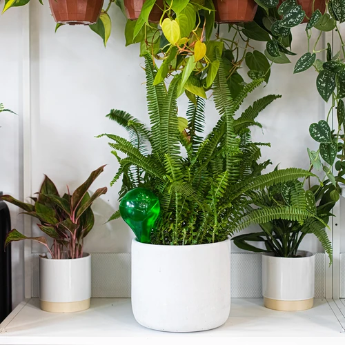 Bile de udare pentru plante, verzi transparente, 400 ml, 4 buc. - 11