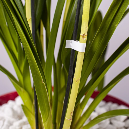 Capse pentru capsator de grădină - 10000 buc. - 6