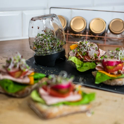 Germinator de borcan Twist-off cu semințe de ridiche - 11