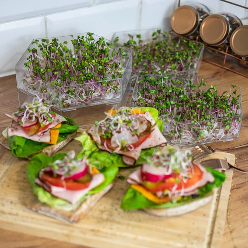 Germinator pe mai multe niveluri Niezłe Ziółko + 10 pachete de semințe - 18