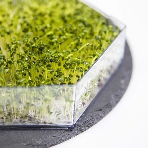 Germinator pe mai multe niveluri Niezłe Ziółko cu semințe de ridiche - 12