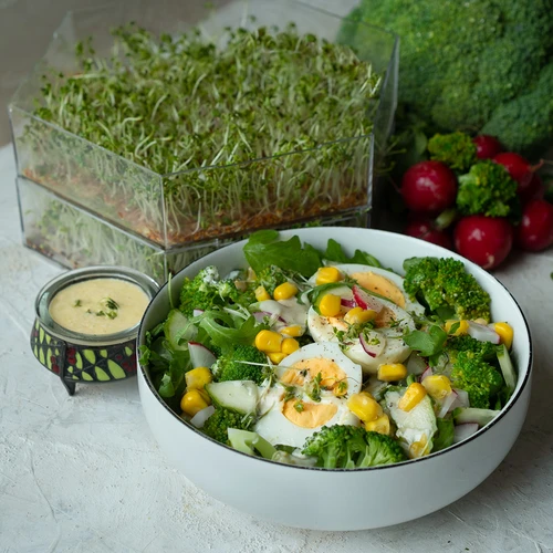 Germinator pe mai multe niveluri Niezłe Ziółko cu semințe de ridiche - 13