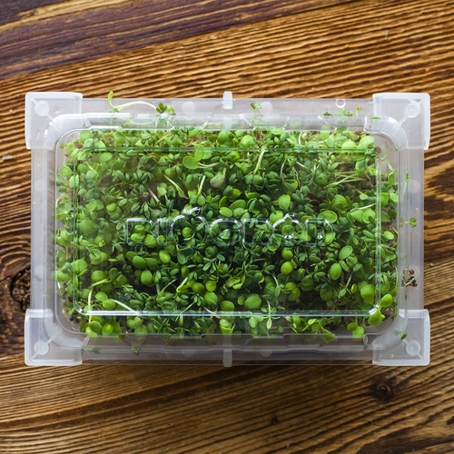 Germinator Verde Czuprynka cu semințe de ridiche - 16