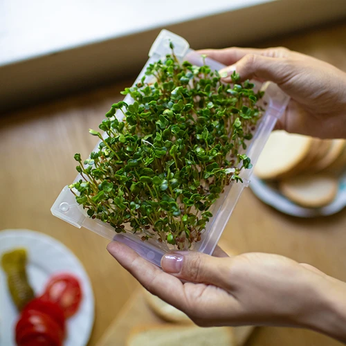 Germinator Verde Czuprynka cu semințe de ridiche - 14