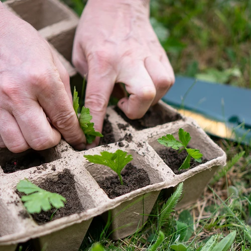 Ghivece de hârtie 6 x 6 x 6, set de 5 buc. - 6