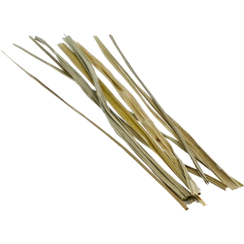 Iarbă de bison - Hierochloe odorata 12 buc. / 4 L - 4