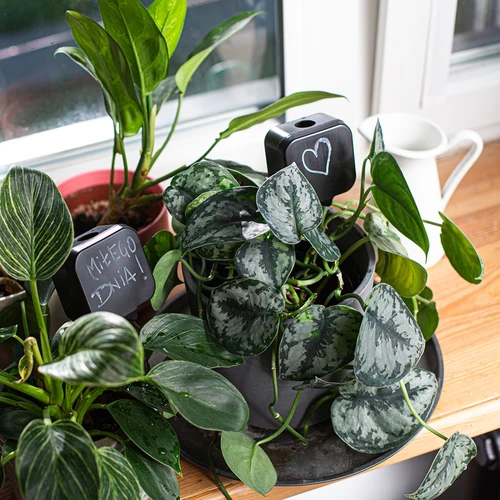 Irigator pentru plante – tablă neagră, 200 ml - 10