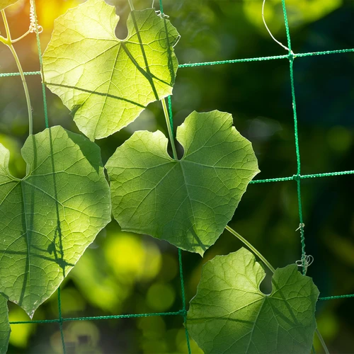 Plasă pentru plante cățărătoare, 1,8 x 2,7m - 6