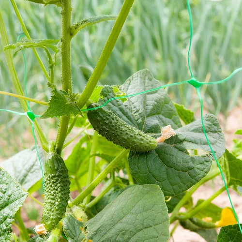 Plasă pentru plante cățărătoare: 2 x 20m - 6