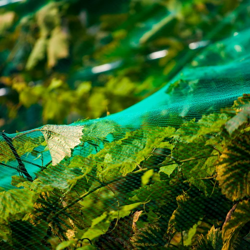 Plasă pentru protecția împotriva păsărilor, verde, 2 m x 5m - 5