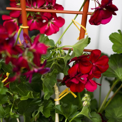 Sfoară de bumbac galbenă 2 mm/55 m/100 g - 11