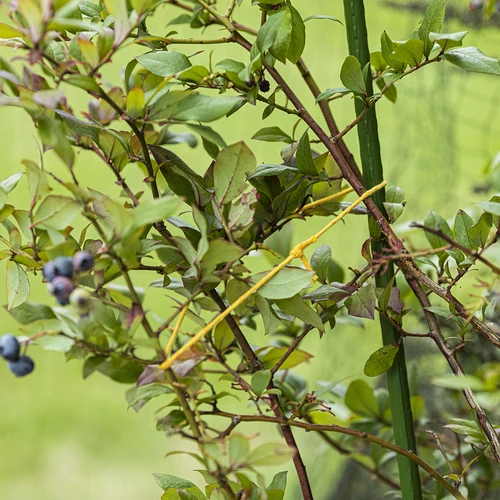 Sfoară de bumbac galbenă 2 mm/55 m/100 g - 8