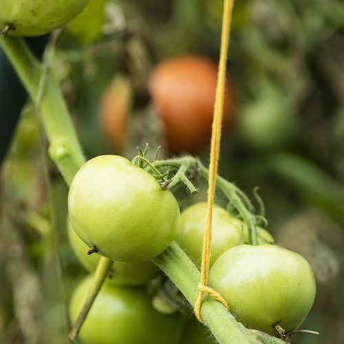 Sfoară de bumbac galbenă 2 mm/55 m/100 g - 10