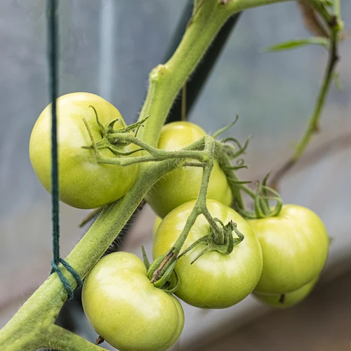 Sfoară de bumbac verde 2 mm/55 m/100 g - 9