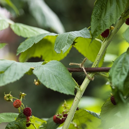 Sfoară de iută 2 mm/235 m/500 g - 9