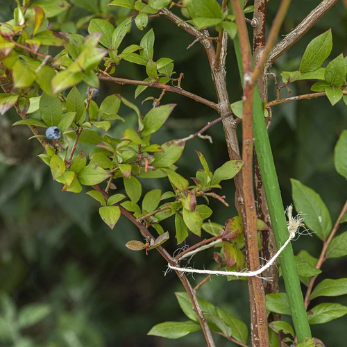 Sfoară de sisal 1,8 mm/40 m/100 g - 8