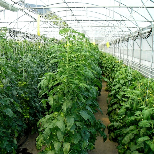 Sfoară din polipropilenă 1 mm/65 m/50 g - 5