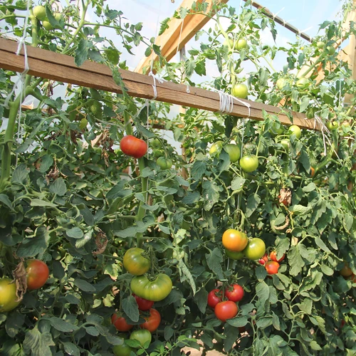 Sfoară din polipropilenă 1 mm/65 m/50 g - 7