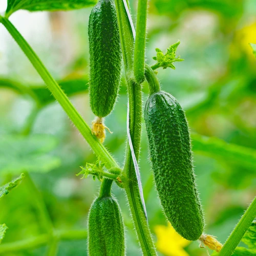 Sfoară din polipropilenă 1 mm/65 m/50 g - 6