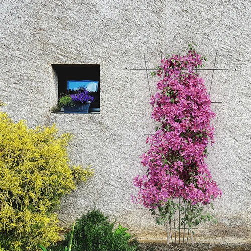 Suport pentru plante - grilaj (150cm x 75cm) 2 bucăți - 4