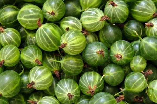 Agrestówka - lichior de agrișe