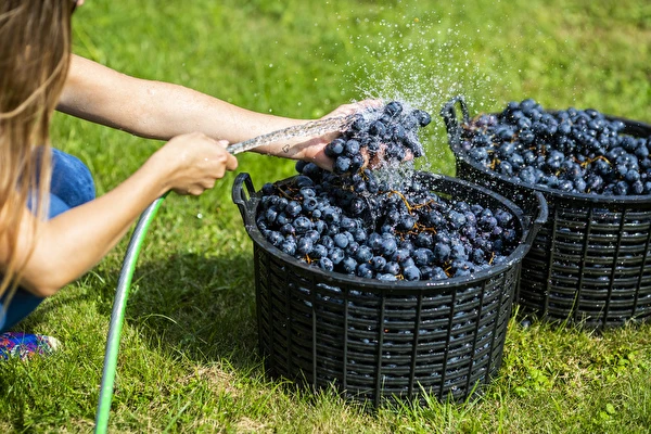 Cum să faci vin pas cu pas?