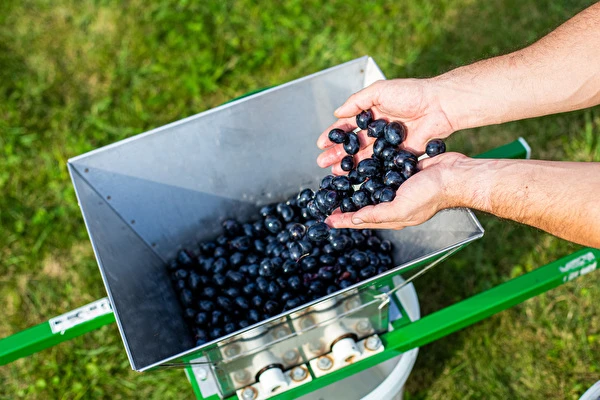 Cum să faci vin pas cu pas?