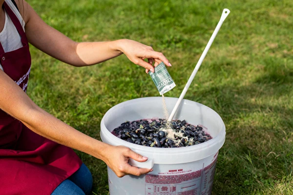 Cum să faci vin pas cu pas?