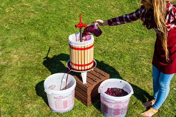 Cum să faci vin pas cu pas?