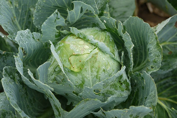 Varză murată după rețeta doamnei Sylwia