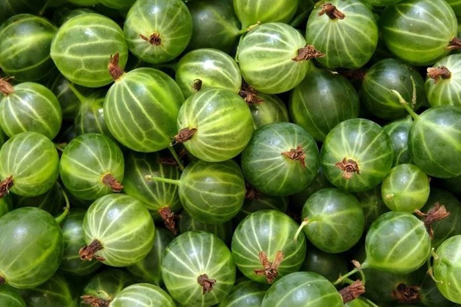 Browin Przepiśnik - Agrestówka - lichior de agrișe