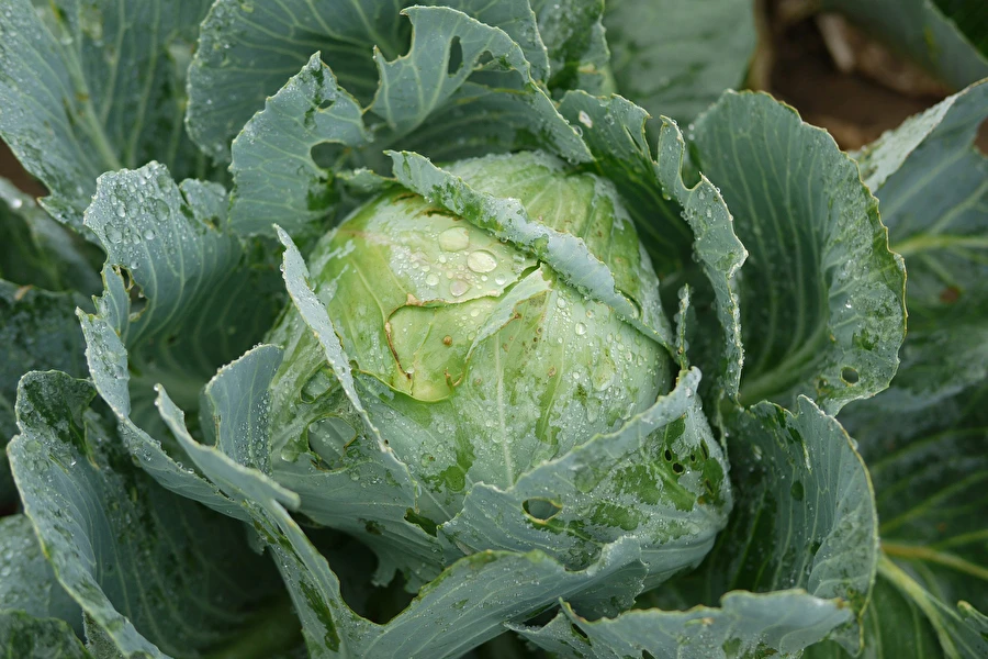 Browin Przepiśnik - Varză murată după rețeta doamnei Sylwia