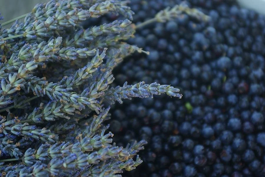 Browin Przepiśnik - Vin de casă cu lavandă și afine